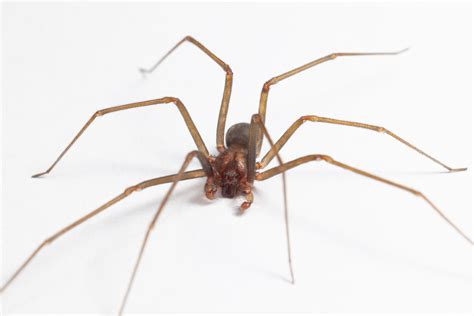 Male Brown Recluse Spider Poisonous Loxoceles Reclusa Arachnid