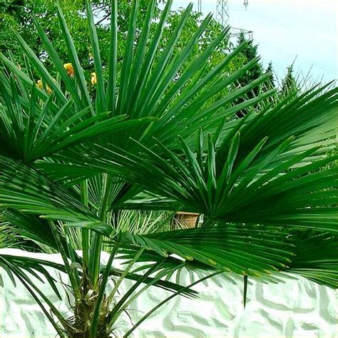 It is commonly known as the chusan palm and also the chinese windmill palm. Trachycarpus fortunei - Hardy Chusan Windmill Fan Palm ...