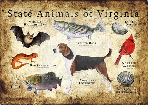 Virginia State Animals Poster Print Inkart
