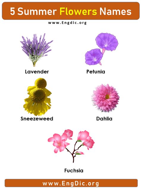 5 Summer Flower Names With Pictures Flower Names Summer Flowers