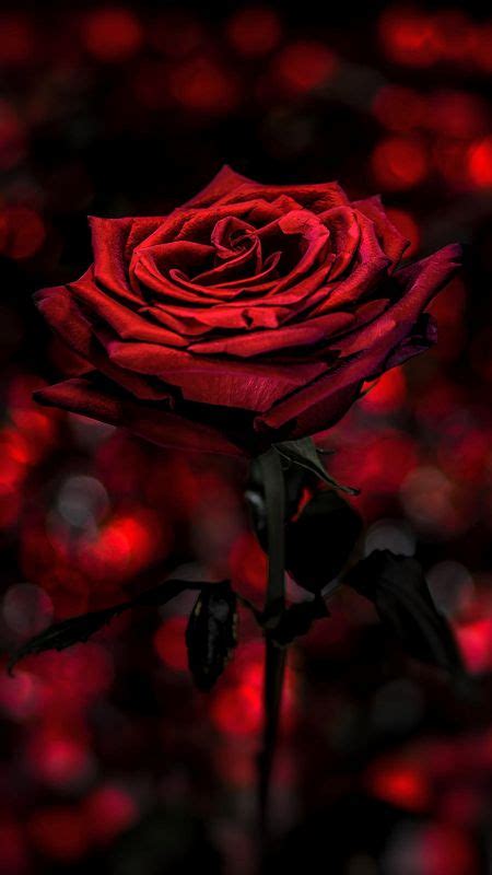 Red Rose Love Wallpaper Hd