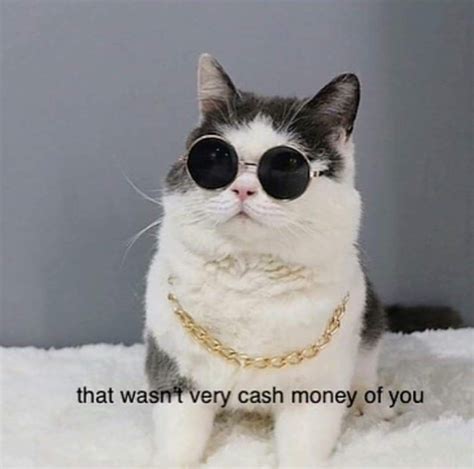 24 Stupid Cat Pics And Memes Thatll Have You Feline Good Stupid Cat