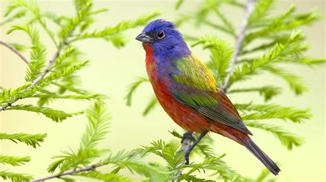 All of image pictures in this bird pictures wallpaper hd here we will show you how to download and install birds wallpaper hd, birds images for pc running windows 7, windows 8, windows 10 and. beautiful bird sitting on branch hd bird animal - HD Wallpaper