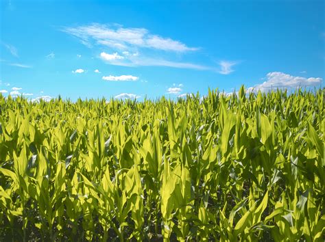 Corn Field Wallpapers Top Free Corn Field Backgrounds Wallpaperaccess
