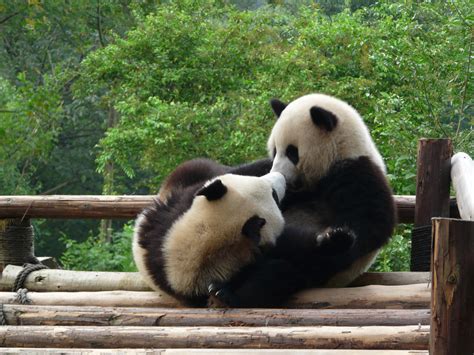Panda Ecosia Images