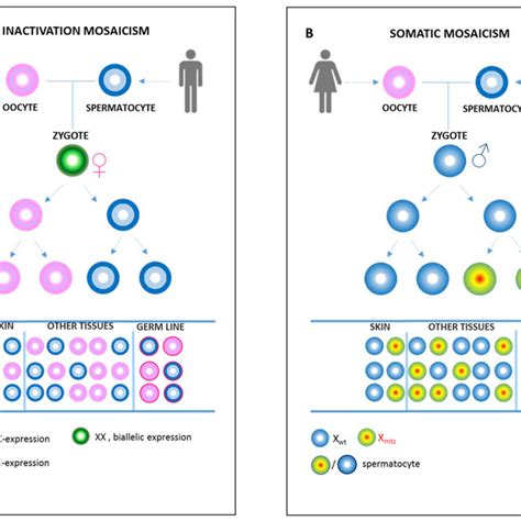X Inactivation Mosaicism Or Somatic Mosaicism A X Chromosome Download Scientific Diagram