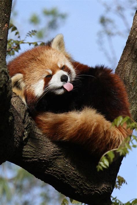 Red Pandas Have A Big Bushy Tail That Helps Them Balance When They