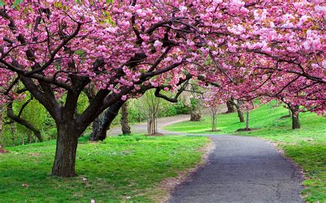 Ppark Green Grass Blooming Trees Pink Flowers From Blossoms