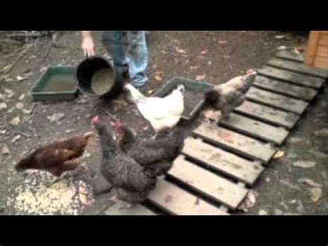 Cats love to hunt small prey and will often bring home what they catch. Raptor Chickens Eat Mice - YouTube