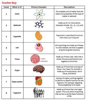 Levels of Biological Organization Cut and Paste Activity by The Science