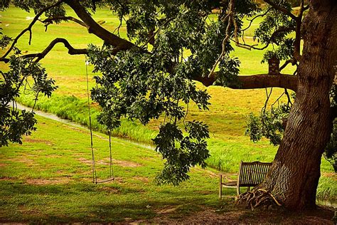 Hd Wallpaper Tree Bench Swing Resting Place Quiet Tranquil Rural
