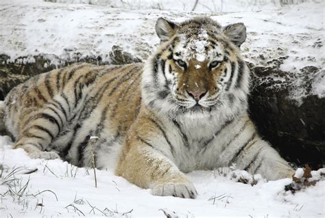 Ambers Conservation Effort Siberian Tiger