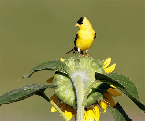 American Goldfinch Indiana Audubon