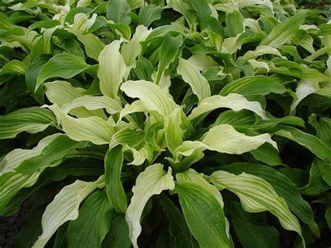 Very unique hosta that emerges white in the spring and slowly greens up as the season progresses. White Feather - Jacques Amand Intl