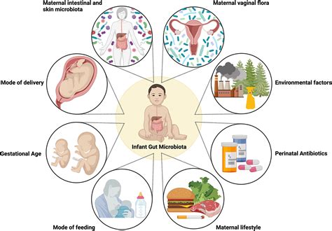 the neonatal microbiome in utero and beyond perinatal influences and long term impacts