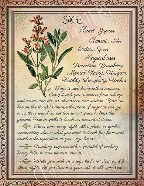 Printable Herbs Book Of Shadows Pages Set 2 Herbs And Plants Etsy In
