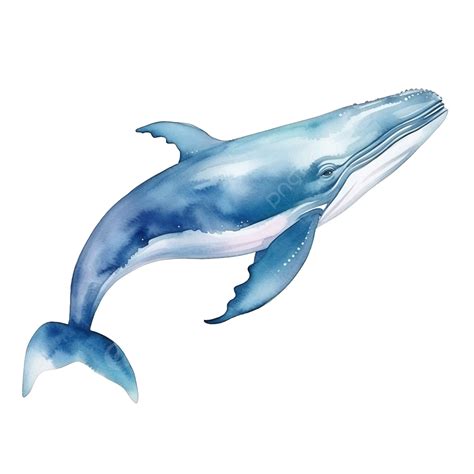 Watercolor Whale Sea Animal Clip Art Whale Watercolor Sea Png