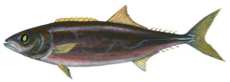 Escolar Delaware Fish Facts