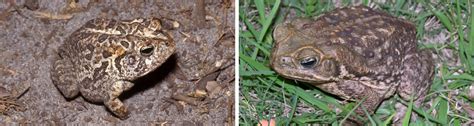 Commonly Confused Frogs And Toads Of Florida Ufifas Extension Pinellas