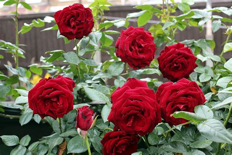 Red Rose Plant At Rs 25pieces Rose Tree Id 12028727348