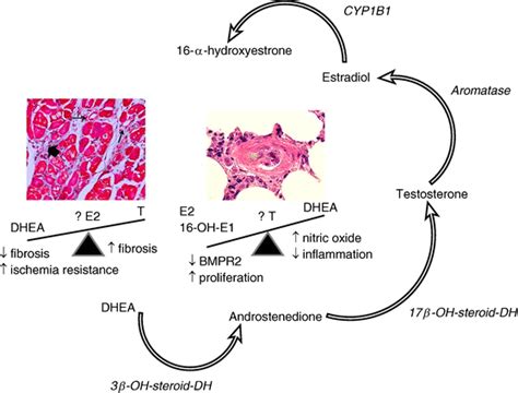 Sex Hormone Biosynthesis And Effects In The Diseased Right Ventricle Download Scientific