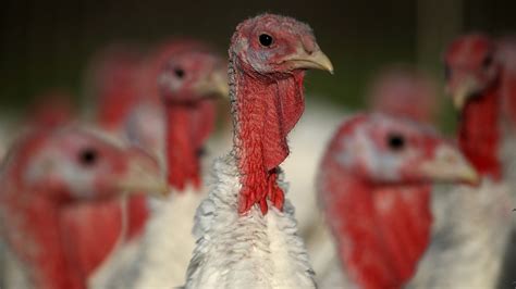 Gobble Gobble Us Turkey Production Growth Slowed In Last Decade