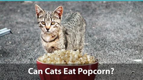 Can Cats Eat Popcorn Or Is It Bad For Them