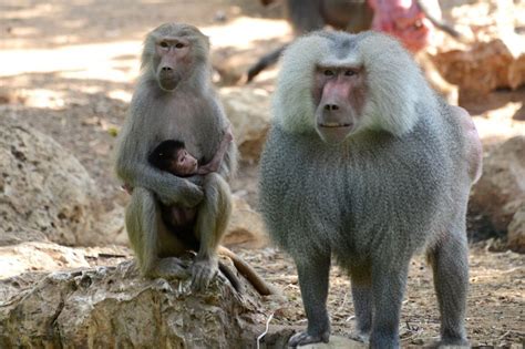 Baboons Make Five Human Like Vowel Sounds