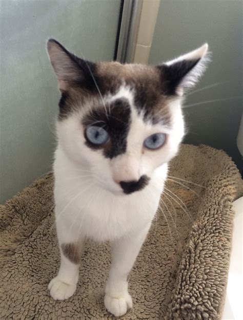 Adopt Jj The Siamese Mix From Cats Can Inc In Oviedo Fl