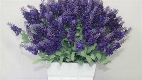 Gambar Bunga Lavender Biru Denah