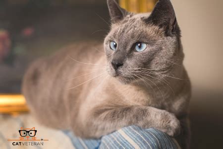 As we explained above it isn't cats fur but the saliva that they use to groom themselves that is the allergen, because sphynx' have no fur there is nowhere for the saliva to get trapped. What Cat Breeds Are Hypoallergenic? | Cat Veteran