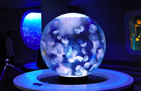 Combining Jellyfish With Futuristic Architecture Jellyfish Tank