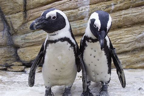 Opportunity To Hang Out With Penguins At Brookfield Zoo