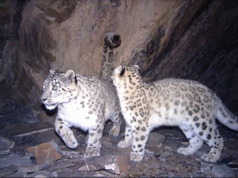 Four Cats In One Day Snow Leopard Trust