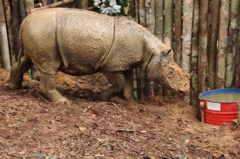 Rare Sumatran Rhino Once Believed To Be Extinct Dies Just Weeks After