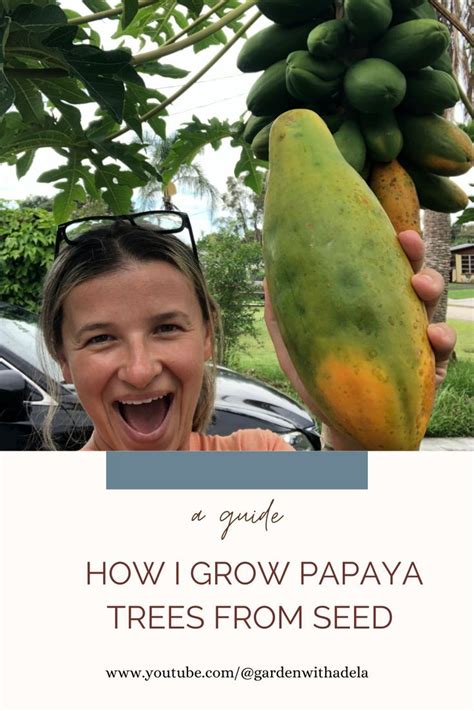 Papaya Tree Fruit Seeds Green Thumb Growing Planting Gardens