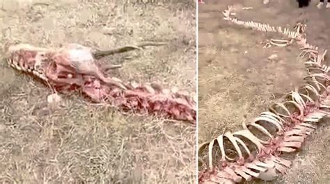 60 Foot Dragon Skeleton Found By Chinese Villagers Is This Proof Of