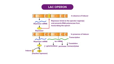 What Are The Components Of Lac Operon