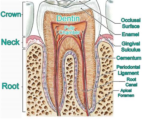 parts of a tooth anatomy