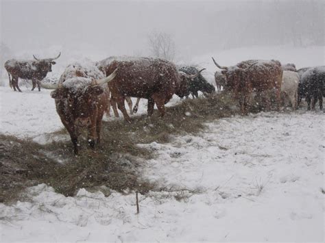 Snow Cattle Cow Cow Calf Cattle