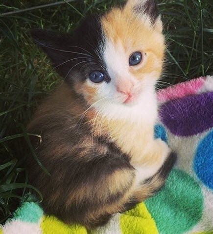 If you`re lucky to own the cat of calico coat, here is the list of the cutest cat names for your special kitten. Calico Fur Baby - 19th June 2014