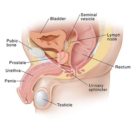 Prostate Anatomy Spectrum Health Lakeland