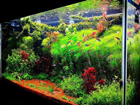 Fish Tank Ideas Interior Design The Unique Of Aquascaping Aquascape