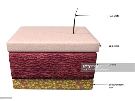 Basic Layers Of Human Skin Epidermis Dermis And Subcutaneous High Res
