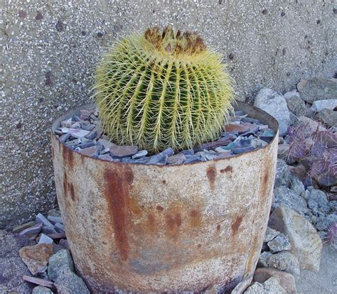 Planting A Barrel Cactus Safely Black Gold