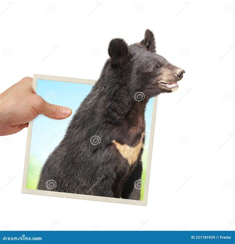 Human Hand Holds A Photograph With Curious Asiatic Black Bear Looking