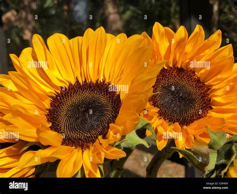 Ukrainian National Flower Hi Res Stock Photography And Images Alamy