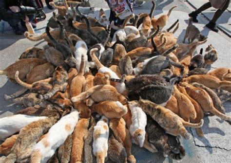 Cats Rule Japans Aoshima Island Also Known As Cat Island Cat