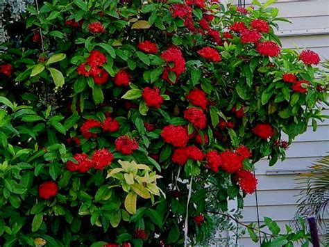 They mature from the bottom up. Red flowering bush | Red flowering bush | Karen ...