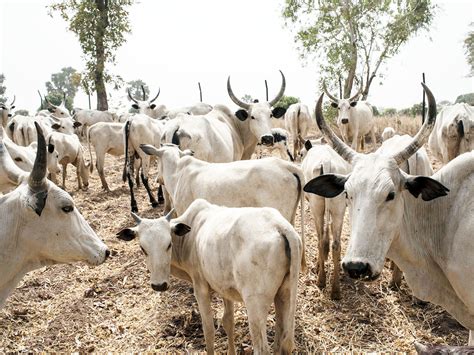 Clashes Over Grazing Land In Nigeria Threaten Nomadic Herding Npr